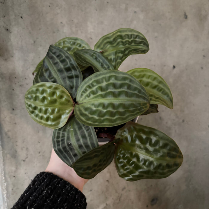 Seersucker Plant