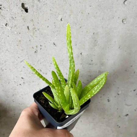 Hand holding a small aloe vera