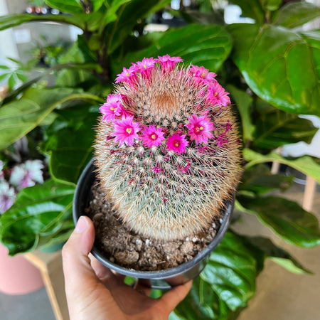 Hand holding a round cactus with pink flowers