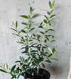 Olive tree in a nursery pot against a concrete wall