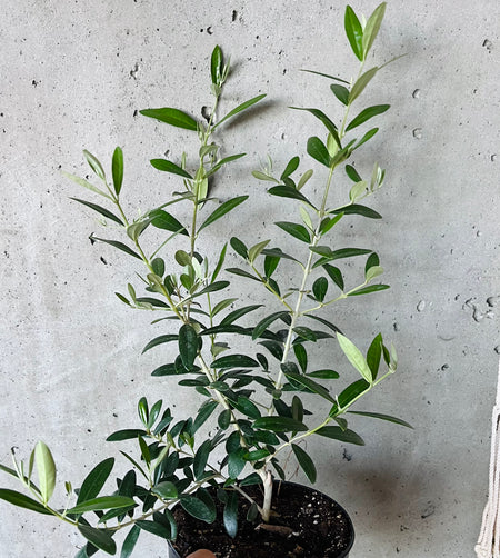 Olive tree in a nursery pot against a concrete wall