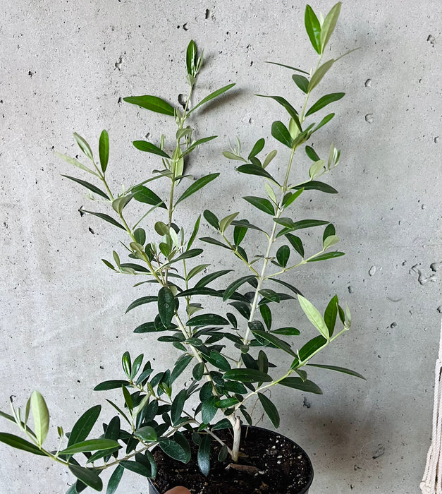 Olive tree in a nursery pot against a concrete wall