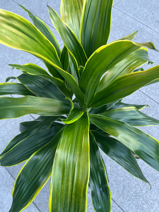 Dracaena Hawaiian Sunshine