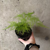 Hand holding a feathery plumosa fern