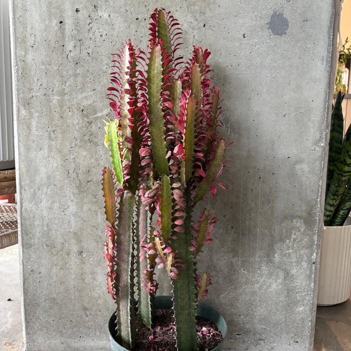 Euphorbia trigona 'Rubra'