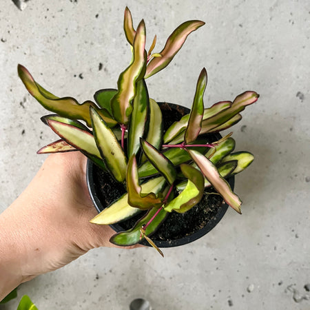 Hand holding a Hoya wayetii variegata with pink-edged leaves