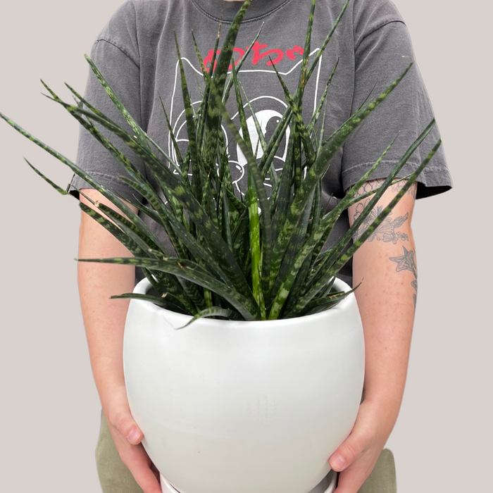 Person holding a Fernwood snake plant in a white pot