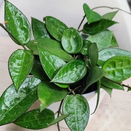 Hoya Black Margin with glossy dark-edged leaves