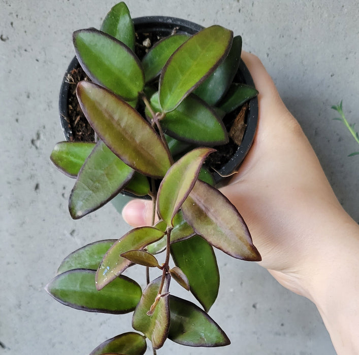Hoya 'Rosita'
