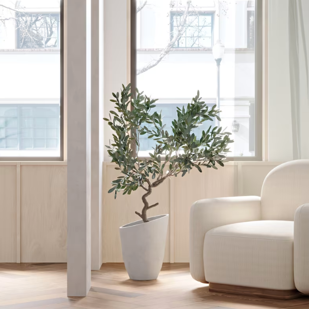 Tree in a tall angled planter in a bright living room