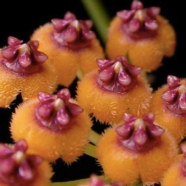 Close-up of orange Hoya endauensis flowers with red centres