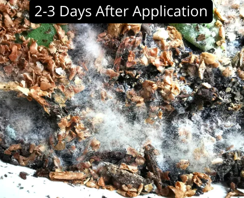 White fungal growth on soil 2-3 days after applying BIOS