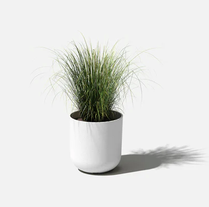 Grassy plant in a white Mason Kona planter