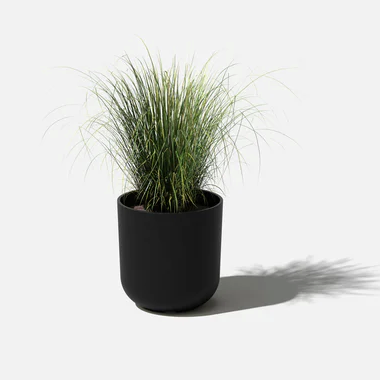 Grassy plant in a black Mason Kona planter