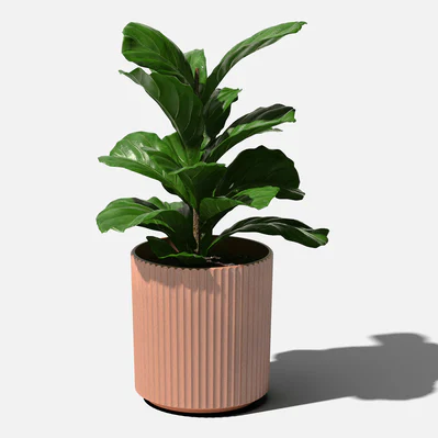 Fiddle leaf fig in a terracotta-coloured fluted Demi planter
