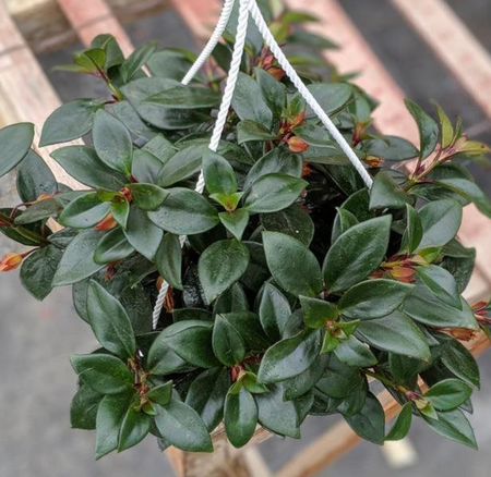 Goldfish plant Tropicana in a hanging basket