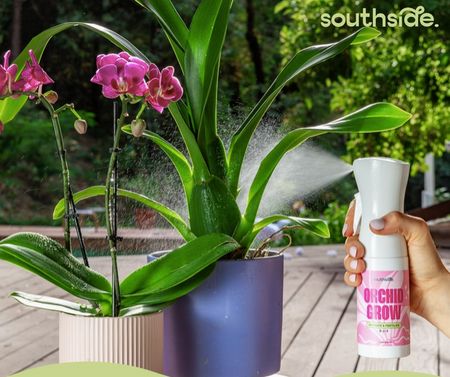 Orchid Grow and Bloom sprays next to flowering orchids