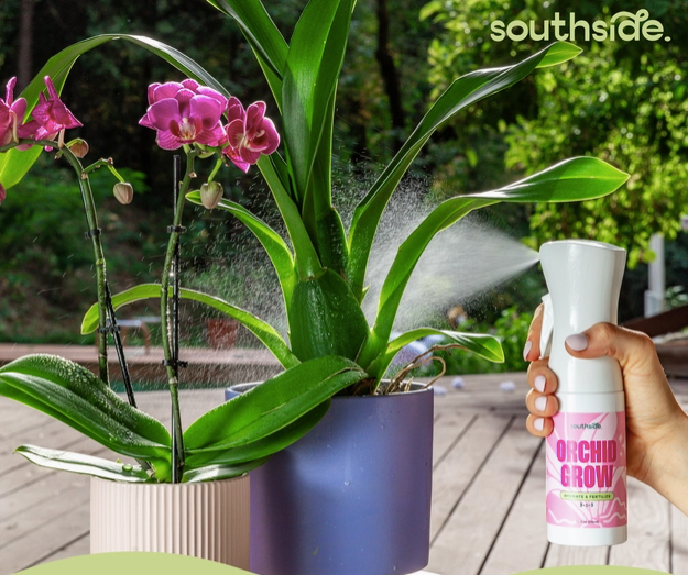 Orchid Grow and Bloom sprays next to flowering orchids