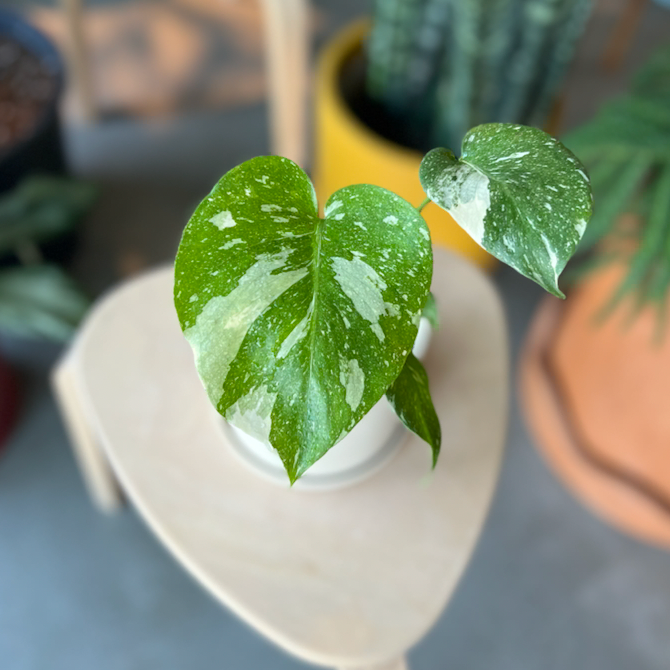 Hand holding a Monstera Thai Constellation leaf with cream speckles