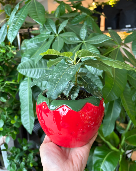 Hand holding a red strawberry-shaped planter with a plant inside