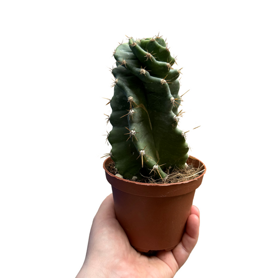 Spiral Cactus