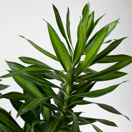 Dracaena Song of Jamaica with yellow-striped leaves