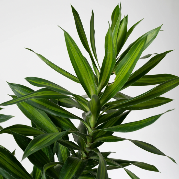 Dracaena Song of Jamaica with yellow-striped leaves