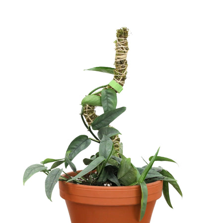 Vining plant trained around a bendable moss pole in a terracotta pot