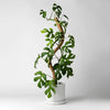 Vining plant climbing a coco coir pole in a white pot