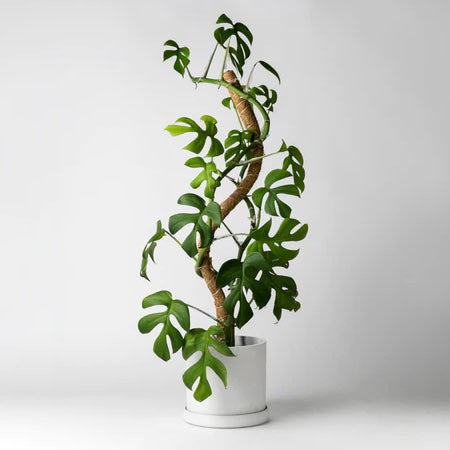 Vining plant climbing a coco coir pole in a white pot