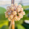 Cluster of pale pink hoya flowers, shown for reference