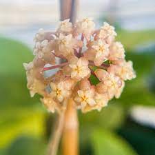 Cluster of pale pink hoya flowers, shown for reference