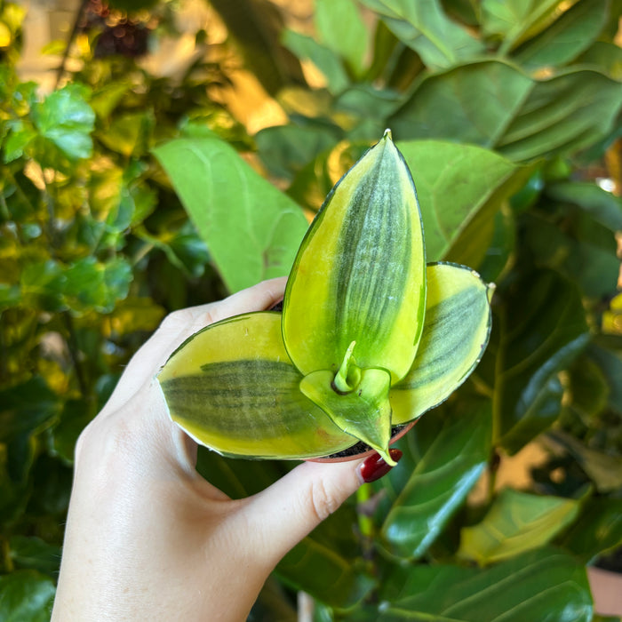 Assorted 2'' Snake Plant (Mini Size)