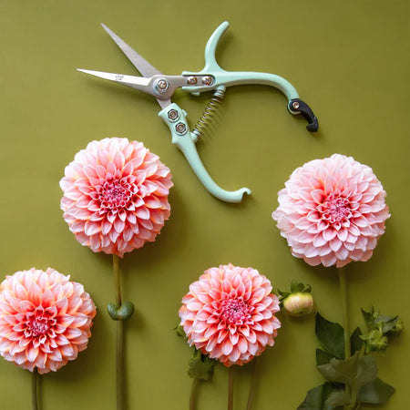 Mint green Lagoon pruning shears beside pink dahlias on an olive background