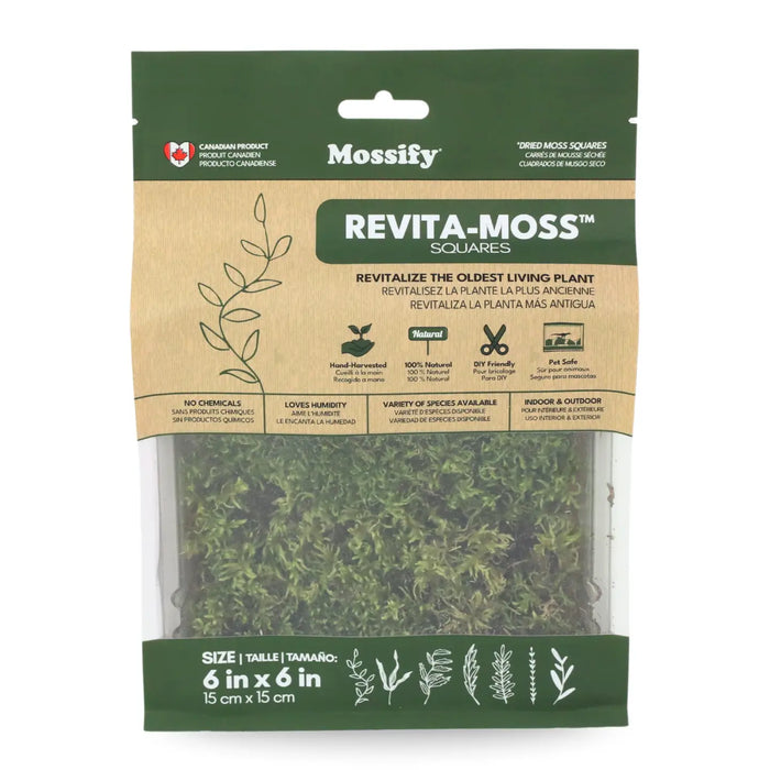 Mood Moss - Live Dormant Moss