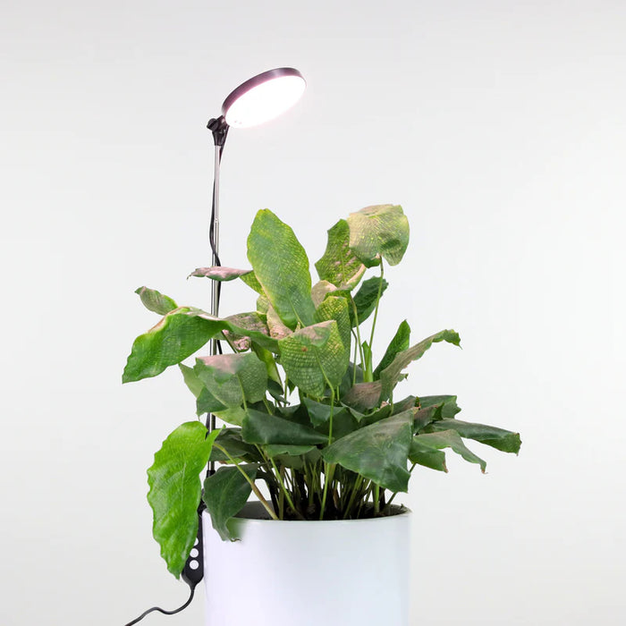 Adjustable LED grow light on a pole lighting a potted plant