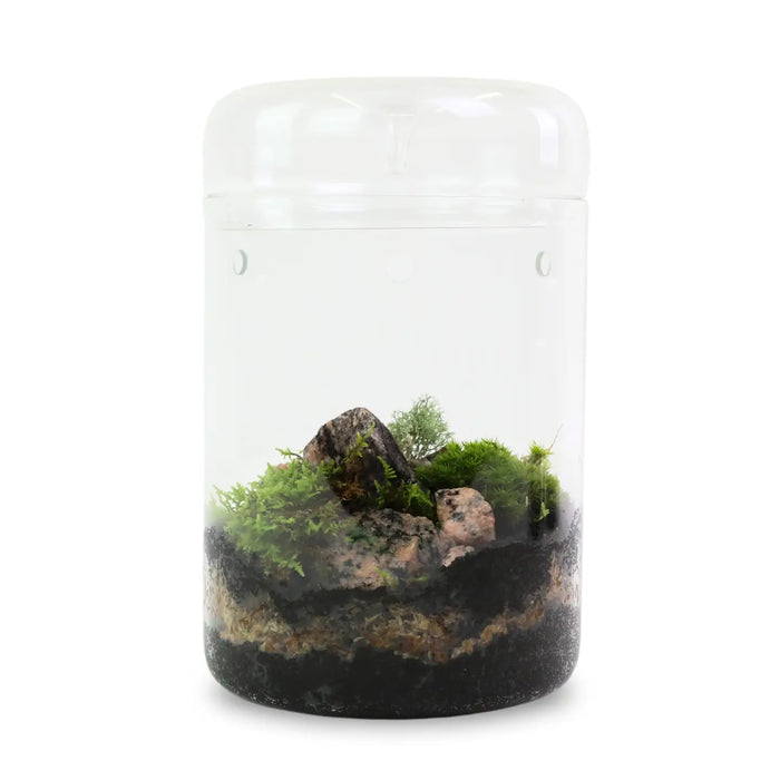 Moss Variety Pack - Live Dormant Moss