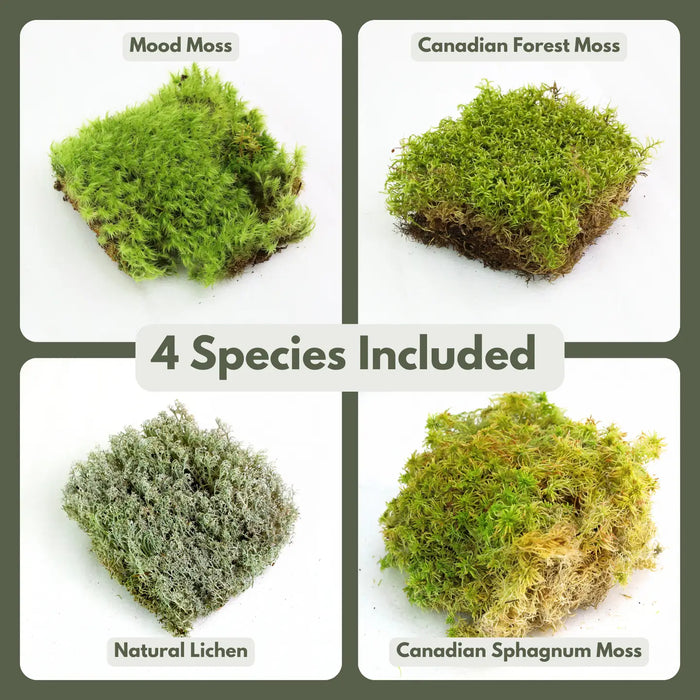 Moss Variety Pack - Live Dormant Moss