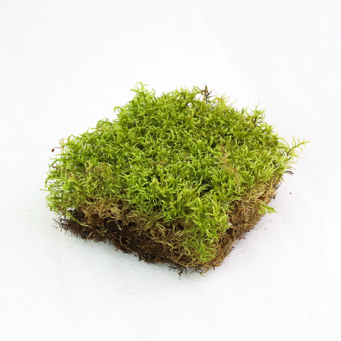 Canadian Forest Moss - Live Dormant Moss