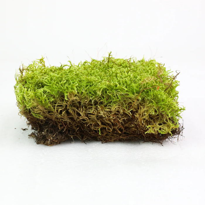 Canadian Forest Moss - Live Dormant Moss