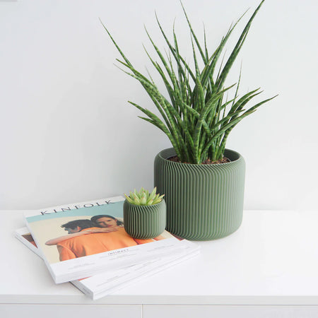 Plant in an olive Pine planter on a white shelf