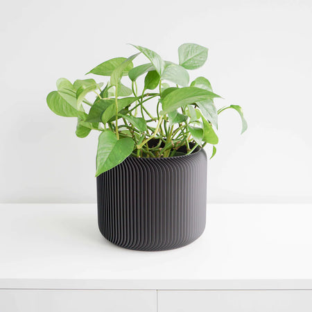 Plant in a black Pine planter on a white shelf