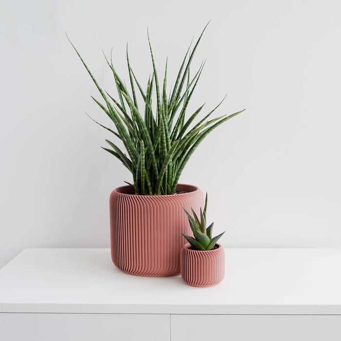 Plant in a salmon Pine planter on a white shelf