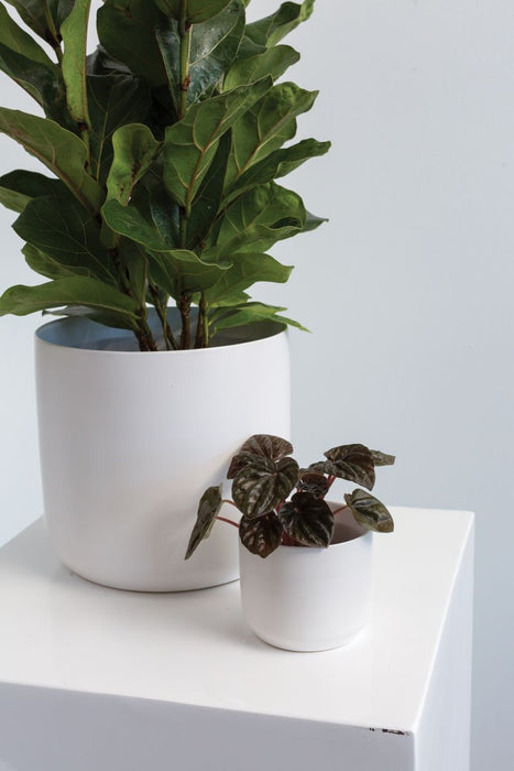 White Kendall Pot