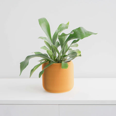 Plant in a mustard yellow Pine planter on a white shelf