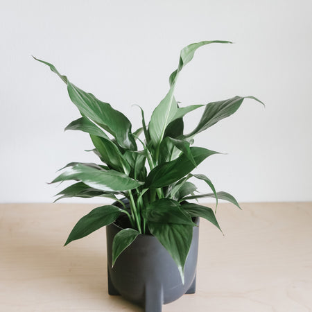 Peace lily in a grey pot