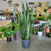 Several snake plants on display in the shop