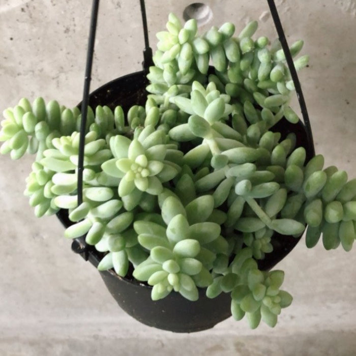 Burro's tail trailing from a black hanging pot