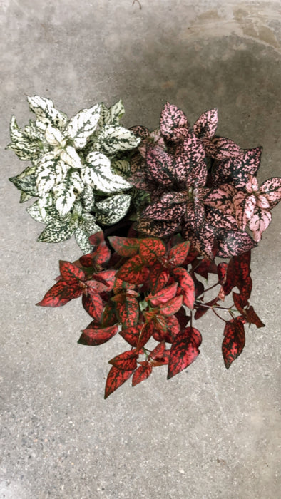 Red and white polka dot plants together