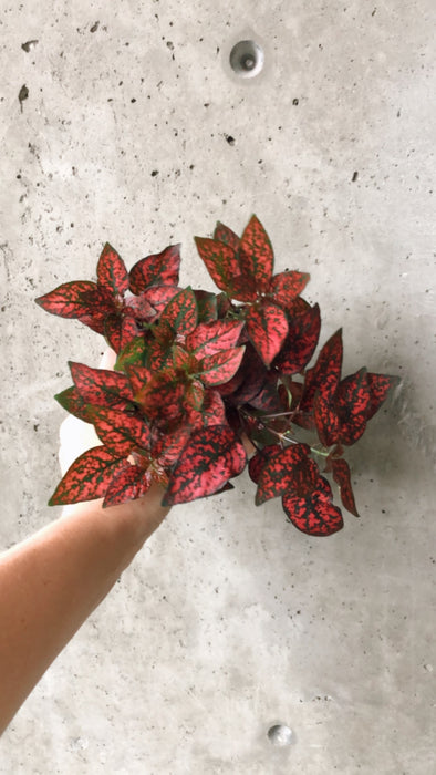 Hand holding a red polka dot plant